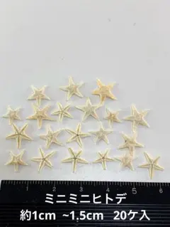 NO.23ss-141 ミニミニヒトデ　約1cm~1.5cm 20ケ入