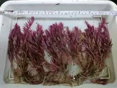 お値打ち 根付きロタラレディッシュ 大量 水中葉