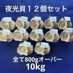 夜光貝　ヤコウ貝　まとめ売り　12個　10kg アクセサリー　ルアー