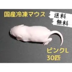 Item thumbnail for item 394961f1-05ac-449d-a816-ce54963a3d2f