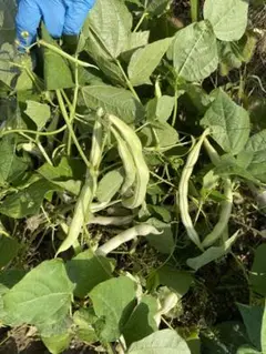 サヤインゲン 白芸豆角 四季豆角サヤインゲン 白芸豆角 菜豆 四季豆角 無農薬