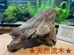 Item thumbnail for item 081e70fd-a51a-4a32-a564-165973bb9c66