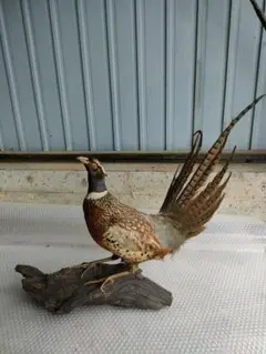 剥製 オシドリ　鳥　木製台座付き 2025年最新】剥製鳥の人気アイテム - メルカリ