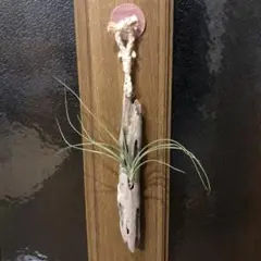 流木掛け型