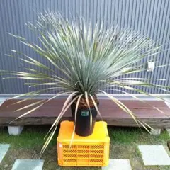 セール25%オフ☆グラウコフィラム☆ ダシリリオン　ドライガーデン　観葉植物 入荷情報 ダシリリオン グラウコフィラム #ダシリリオングラウ