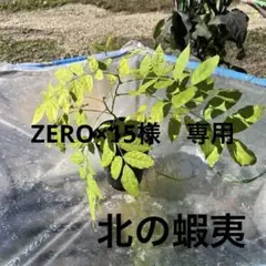 2025年最新】一才藤の人気アイテム - メルカリ