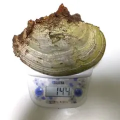 サルノコシカケ