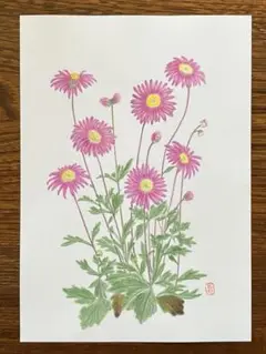 色鉛筆で描いたブラキカムの絵