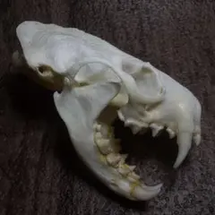 ミンク 頭骨 頭蓋骨 骨格標本 Ｃ