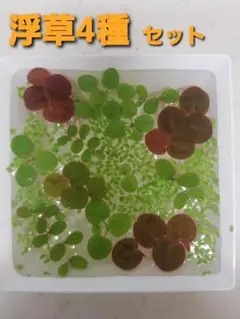 浮草 セット (水草・浮草)