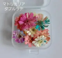 ダブルラテ　ドライフラワー
