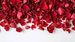 Item thumbnail for item 5e18c695-3cd2-4f2f-bd47-c66cd56b2fbb