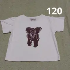 ティシャツ　120 ぞう　エレファント　動物
