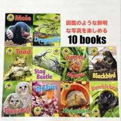 新品☆生物図鑑のような 英語の絵本 10冊セット⭐︎リーディング力を確認できる本