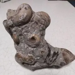 アンモナイト化石