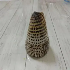 【値下げ交渉可】ダイミョウイモ貝の置物