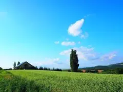 M53 ケンとメリーの木/美瑛/北海道/日本の風景/アートパネル