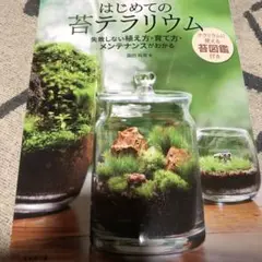 はじめての苔テラリウム