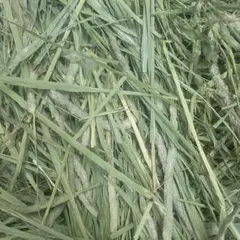 Item thumbnail for item afe2de02-7f8a-41ac-aa41-12fbd05ab1f7