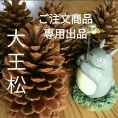大王松の種20グラム