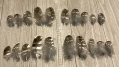 ワシミミズクの羽根？　23枚　最終セット 2025年最新】ワシミミズク 羽の人気アイテム - メルカリ