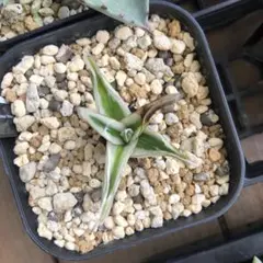 多肉植物アガベ 氷山 小株 3株同梱 - メルカリ