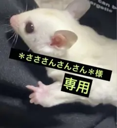 Item thumbnail for item 284a05de-ac04-4a97-b7e2-bc7b8283aed1