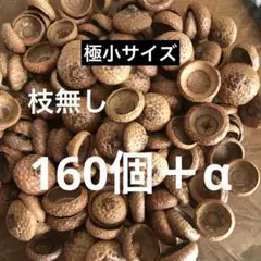 北海道　レッドオーク　どんぐり帽子　枝無し　極小サイズ160個＋α