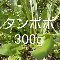 Item thumbnail for item e470c6a6-6056-4f67-a44c-ab6251377522