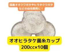 オオヒラタケ菌糸カップ 200cc 10個