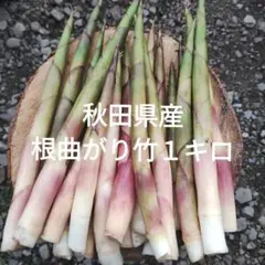 2025年最新】根曲がり竹 秋田の人気アイテム - メルカリ