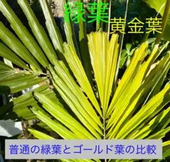 2025年最新】クロツグヤシの人気アイテム - メルカリ