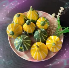 おもちゃカボチャ　9個セット