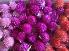 千日紅ドライフラワー　300個