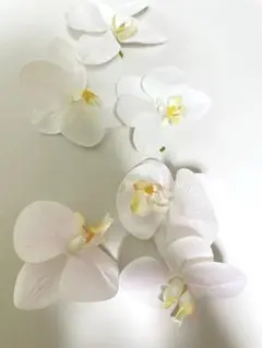 胡蝶蘭 ホワイト 6個セット