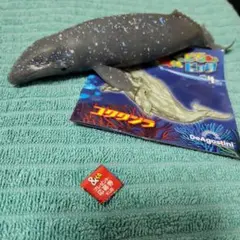 WHALES u0026co. くじらu0026co.