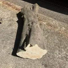 Item thumbnail for item 8ddc5713-8fd9-4b3f-9185-c7cb264bb778