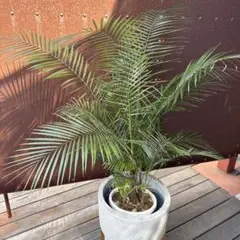 Ikumi様　希少　ブラジル　ヒメヤシ　バルーン陶器鉢　植え込み発送 Ikumi様 希少 ブラジル ヒメヤシ バルーン陶器鉢 植え込み発送