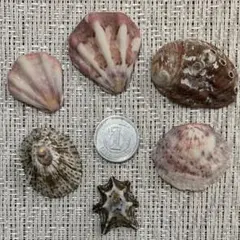 【73】天然貝殻 二枚貝 一枚貝 ６点セット