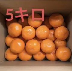 美味しいみかん Lサイズ 5キロ (訳あり)送料込み!