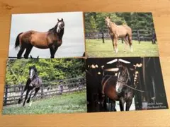引退競走馬 ポストカード