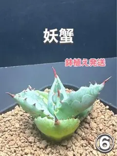 極レアハイブリッドアガベ「特青肌甲蟹×妖炎」Agave 極レアハイブリッドアガベ「特青肌甲蟹×妖炎」Agave アガベ