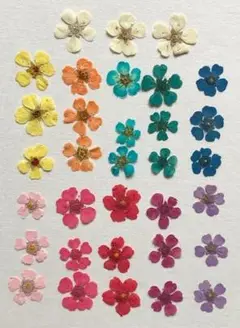 押し花素材パック コデマリ ミックス 33個入(11色×3個)No1077