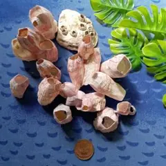 フジツボ　貝殻No.2