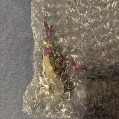 ジョジョの奇妙な冒険 一番くじ H賞 デスクトップマスコット