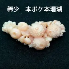 値下げ 国産天然本珊瑚 本ボケ ヴィンテージ極美品 本珊瑚帯留め