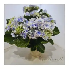 来年育成用アジサイ大栄花園4種➕レンブラント♡メルカリ便 ①*:ஐ白花に紫の覆輪入りが魅力*:ஐ大栄花園・紫陽花・苗