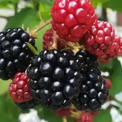 ブラックベリー 抜き苗 どちらか1本