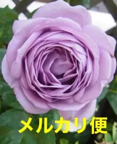 バラ 挿し木苗 ⑪番