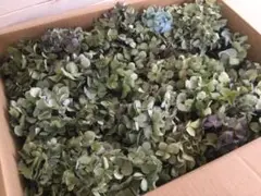 秋色紫陽花 クラフト用ブロークン 【今期収穫】
